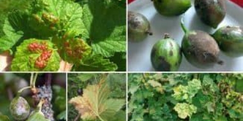 14 Bolesti ribizle i borba protiv njih, nego prskanje crvenog i crnog od bijelog plaka po listovima